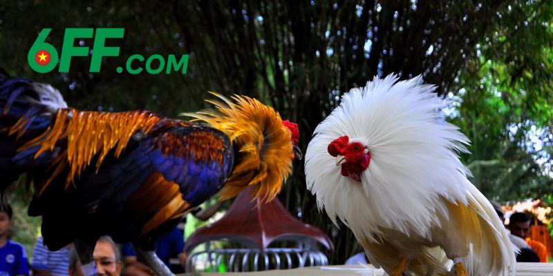 Các đặc điểm vượt bậc của đá gà 6FF mà không nơi nào có